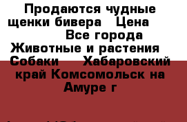 Продаются чудные щенки бивера › Цена ­ 25 000 - Все города Животные и растения » Собаки   . Хабаровский край,Комсомольск-на-Амуре г.
